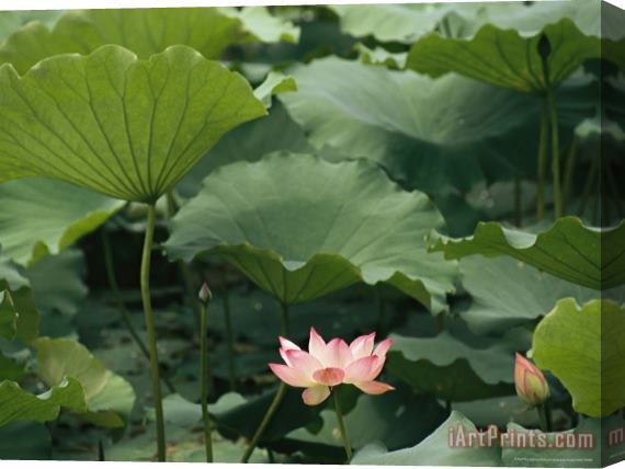 Raymond Gehman Blooming Lotus Water Lily Flower Stretched Canvas Painting / Canvas Art
