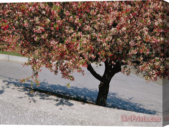 Raymond Gehman Blossoms on a Cherry Tree in Arlington Cemetery Stretched Canvas Print / Canvas Art