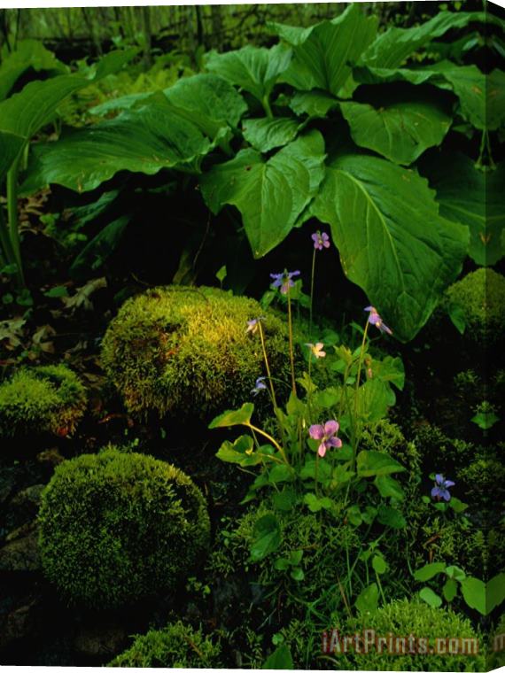 Raymond Gehman Blue Violets Mosses And Skunk Cabbage in a Red Maple Swamp Stretched Canvas Painting / Canvas Art