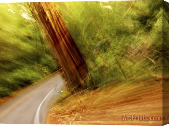 Raymond Gehman Blurred Motion Shot of a Road Running Through a Giant Redwood Forest Stretched Canvas Painting / Canvas Art