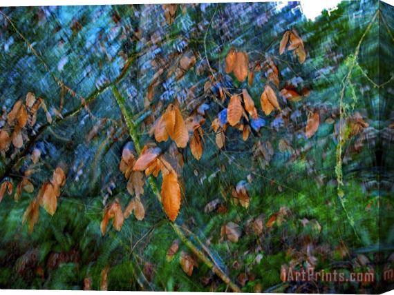 Raymond Gehman Blurred Motion Shot of Tree Branches And Leaves in Old Growth Forest Stretched Canvas Print / Canvas Art
