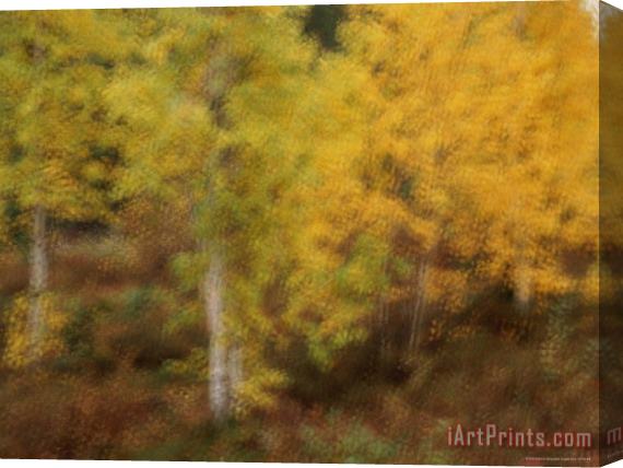 Raymond Gehman Blurred View of Autumn Foliage Along The Mckenzie River Stretched Canvas Print / Canvas Art