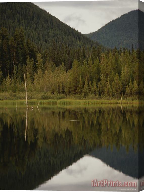 Raymond Gehman Boreal Forest Reflected in a Still Lake Stretched Canvas Print / Canvas Art