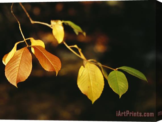 Raymond Gehman Branch of Sassafras Leaves in Fall Colors Stretched Canvas Print / Canvas Art