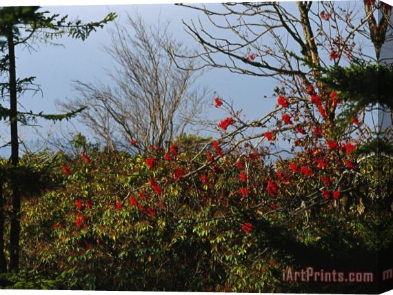 Raymond Gehman Branch with Red Berries Among Mountain Laurel And Leafless Trees Stretched Canvas Print / Canvas Art