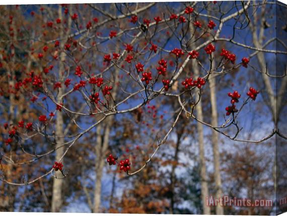 Raymond Gehman Branches of Bright Red Dogwood Berries Stretched Canvas Painting / Canvas Art