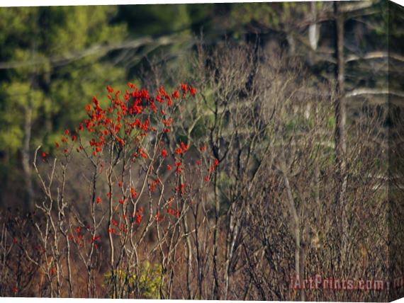 Raymond Gehman Bright Red Berries of The Serviceberry Bush Brighten a Swamp Habitat Stretched Canvas Painting / Canvas Art