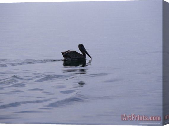 Raymond Gehman Brown Pelican Swimming Along The Water's Surface Stretched Canvas Print / Canvas Art