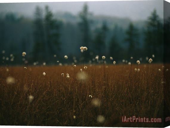 Raymond Gehman Browned Autumn Field of Cotton Grass with White Puff Seedheads Stretched Canvas Print / Canvas Art
