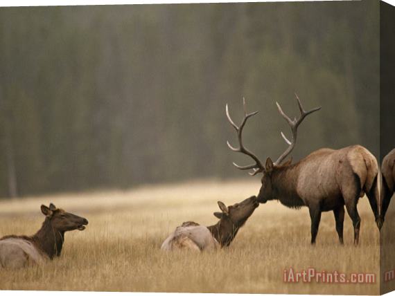 Raymond Gehman Bull Elk Nuzzles a Cow in Yellowstone's Elk Park a Meadow Near The Gibbon River Stretched Canvas Print / Canvas Art