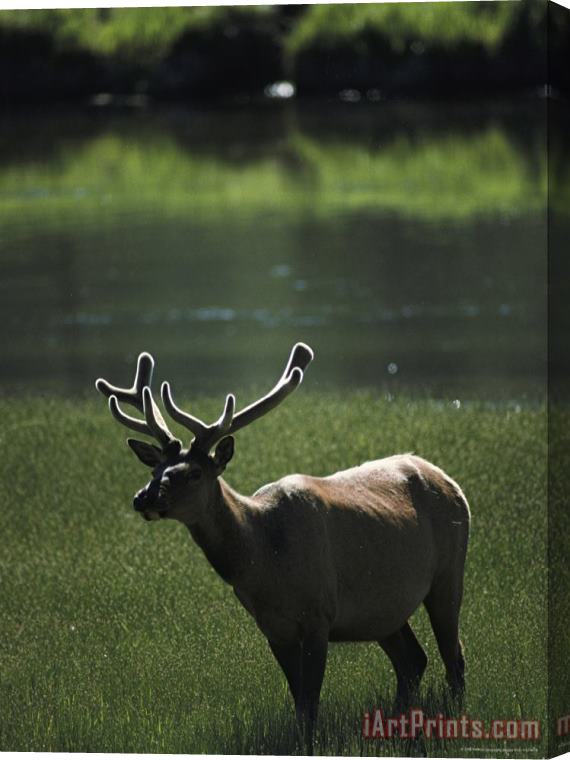 Raymond Gehman Bull Elk with Velvet Antlers Madison River Stretched Canvas Print / Canvas Art