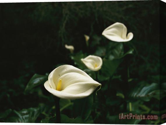 Raymond Gehman Calla Lilies in Plum Orchard Stretched Canvas Print / Canvas Art