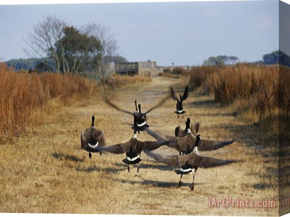 Raymond Gehman Canada Geese Take Flight Along The Fresh Water Marsh Trail Stretched Canvas Painting / Canvas Art