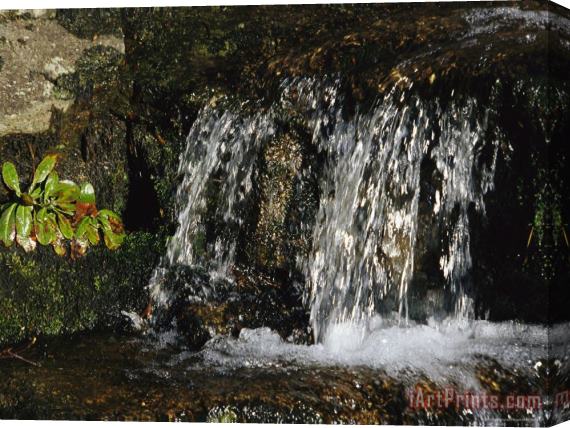 Raymond Gehman Cascading Waterfall in Jefferson National Forest Stretched Canvas Print / Canvas Art