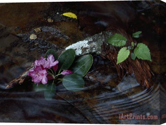 Raymond Gehman Catawba Rhododendron Blossom in a Mountain Stream in Hanging Rock State Park North Carolina Stretched Canvas Print / Canvas Art