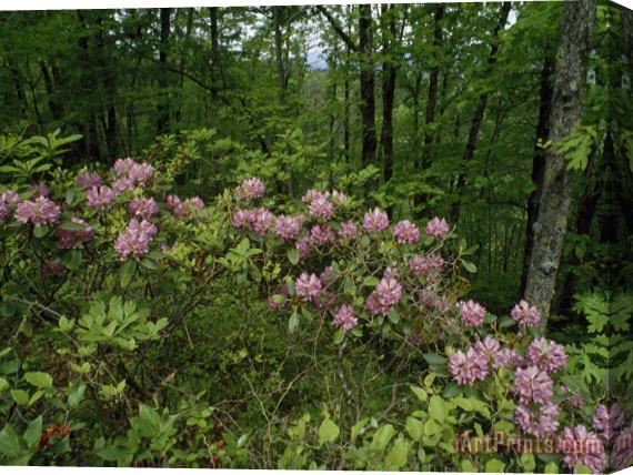Raymond Gehman Catawba Rhododendrons in Hanging Rock State Park North Carolina Stretched Canvas Painting / Canvas Art