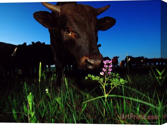 Raymond Gehman Cattle Enjoy Grazing on The Tall Grass Prairie Stretched Canvas Painting / Canvas Art