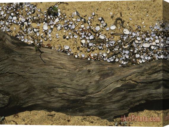 Raymond Gehman Clam Shells Piled Up Against a Log Where The Tide Deposited Them Stretched Canvas Print / Canvas Art