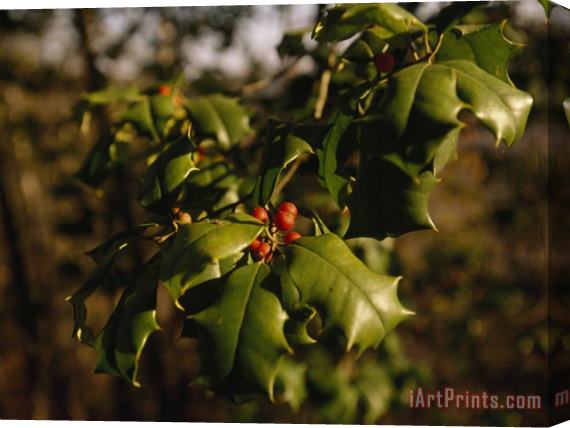 Raymond Gehman Close Up of Female Holly Tree with Berries Stretched Canvas Painting / Canvas Art