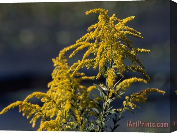 Raymond Gehman Close Up of Goldenrod Flowers Stretched Canvas Print / Canvas Art