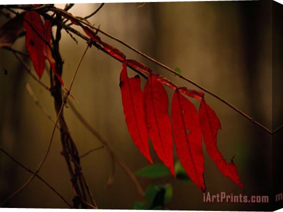 Raymond Gehman Close Up of Sumac Leaves in Autumn Hues Stretched Canvas Print / Canvas Art