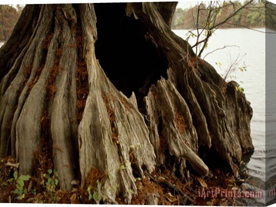 Raymond Gehman Close Up of The Base of a Bald Cypress Tree at Water's Edge Stretched Canvas Print / Canvas Art