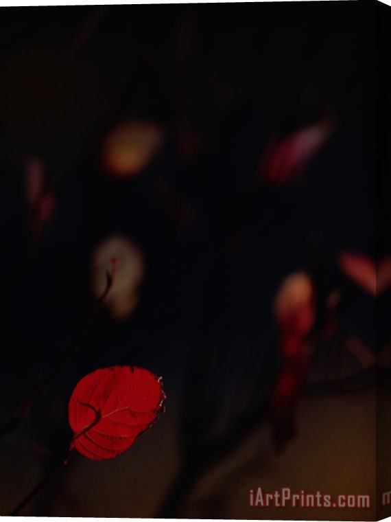 Raymond Gehman Close Up View of a Red Leaf Hanging on a Branch Stretched Canvas Print / Canvas Art