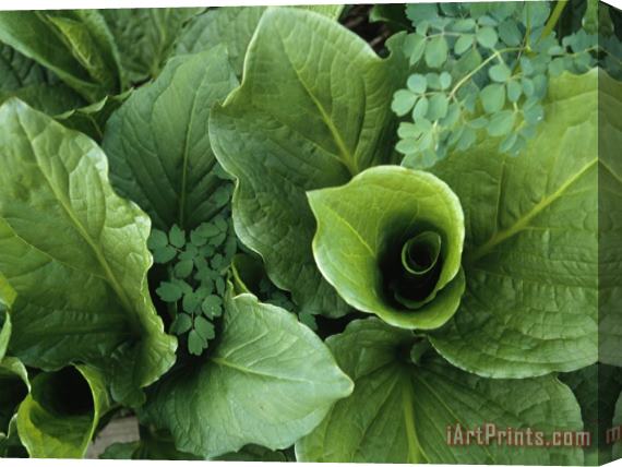 Raymond Gehman Close View Looking Down Into an Unfurling Plant Stretched Canvas Print / Canvas Art