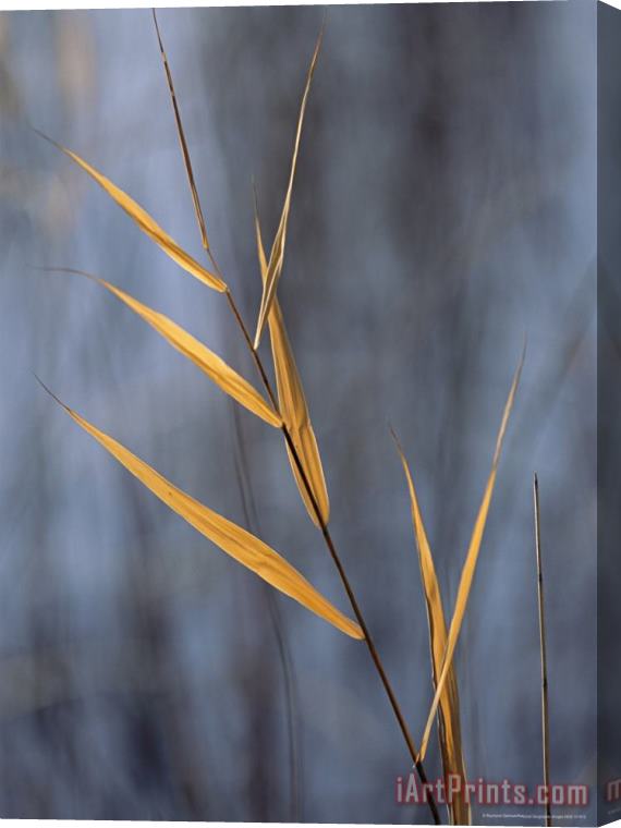 Raymond Gehman Close View of a Stalk of Grass in Grass River Provincial Park Stretched Canvas Print / Canvas Art