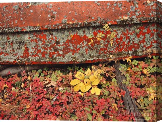 Raymond Gehman Close View of Fall Foliage And a Lichen Covered Rowboat Stretched Canvas Painting / Canvas Art