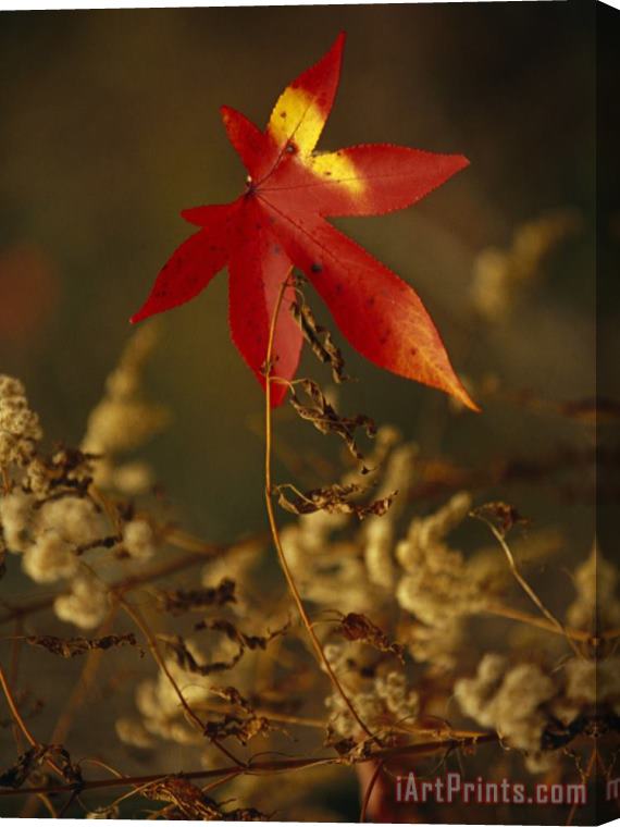 Raymond Gehman Close View of Sweet Gum Leaf And Dried Weeds in Autumn Hues Stretched Canvas Print / Canvas Art