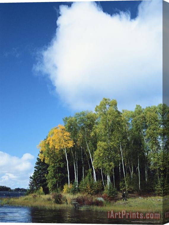 Raymond Gehman Cloud Rises Above Birch Trees on The Shore of a Manitoba Lake Stretched Canvas Print / Canvas Art