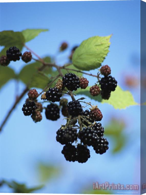 Raymond Gehman Cluster of Blackberries Ripen on a Vine Stretched Canvas Print / Canvas Art