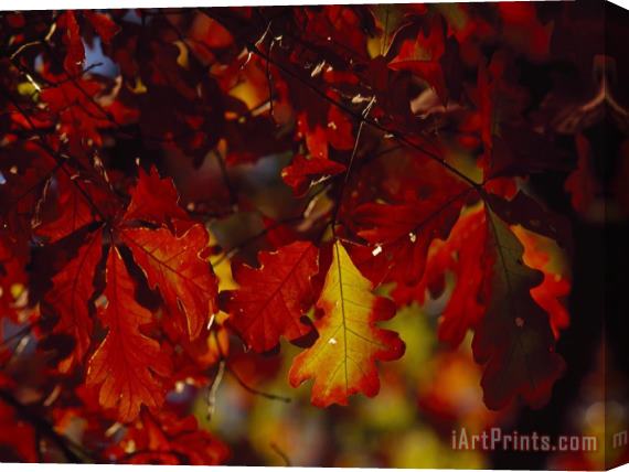 Raymond Gehman Clusters of Colorful Oak Leaves in Fall Colors Stretched Canvas Painting / Canvas Art