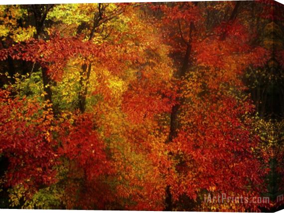 Raymond Gehman Colorful Beech Trees in a Foggy Rain Stretched Canvas Painting / Canvas Art
