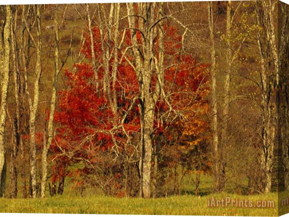 Raymond Gehman Colorful Maple Tree in Autumn Hues in The Tree Line at Field's Edge Stretched Canvas Painting / Canvas Art