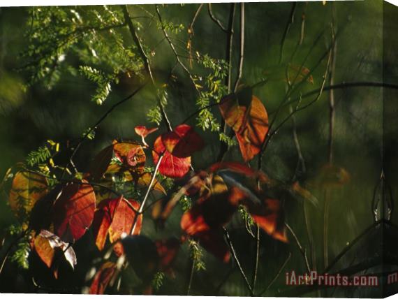 Raymond Gehman Colorful Red Osier Dogwood Leaves Among Eastern Hemlock Twigs Stretched Canvas Print / Canvas Art
