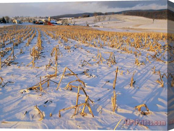 Raymond Gehman Corn Stubble in a Wintery Pennsylvania Landscape Stretched Canvas Painting / Canvas Art