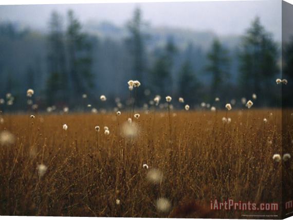 Raymond Gehman Cotton Grass Sedges And a Red Spruce Forest in a Bog Stretched Canvas Print / Canvas Art