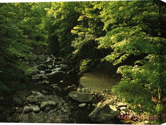Raymond Gehman Crabtree Falls Creek Winds Through The Woods Stretched Canvas Print / Canvas Art