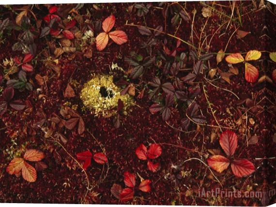 Raymond Gehman Cranberry Creepers Entwine a Mat of Sphagnum Moss Stretched Canvas Painting / Canvas Art
