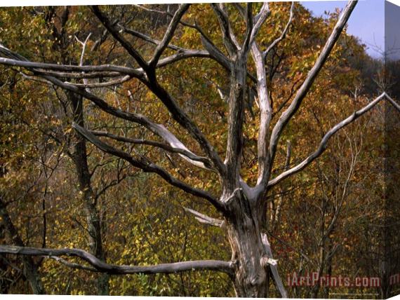Raymond Gehman Dead Tree Snag with Autumn Hued Trees Around It Stretched Canvas Print / Canvas Art