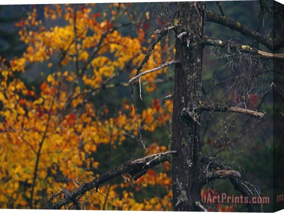 Raymond Gehman Dead Tree Trunk with Backdrop of Colorful Tree in Autumn Hues Stretched Canvas Painting / Canvas Art