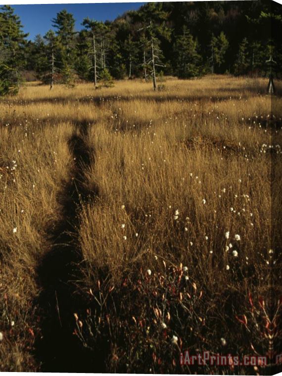 Raymond Gehman Deer Trail Through Tall Golden Cottongrass in a Glade Stretched Canvas Print / Canvas Art