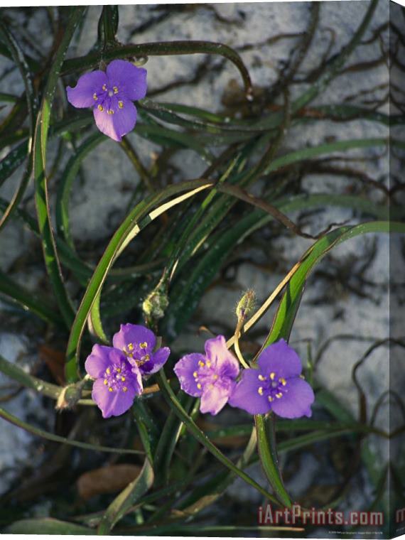 Raymond Gehman Delicate Purple Blossoms on a Spiderwort Plant Stretched Canvas Print / Canvas Art