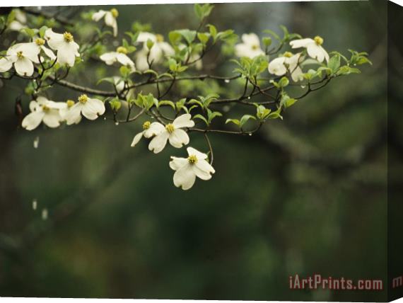 Raymond Gehman Delicate White Dogwood Blossoms Cover a Tree in The Early Spring Stretched Canvas Painting / Canvas Art