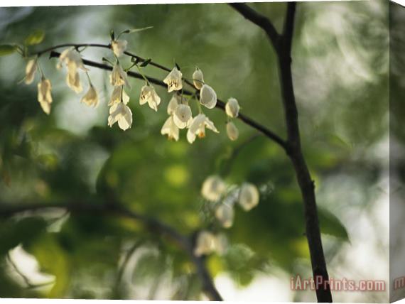 Raymond Gehman Delicate White Flowers Adorn a Tree Branch in The Spring Stretched Canvas Print / Canvas Art