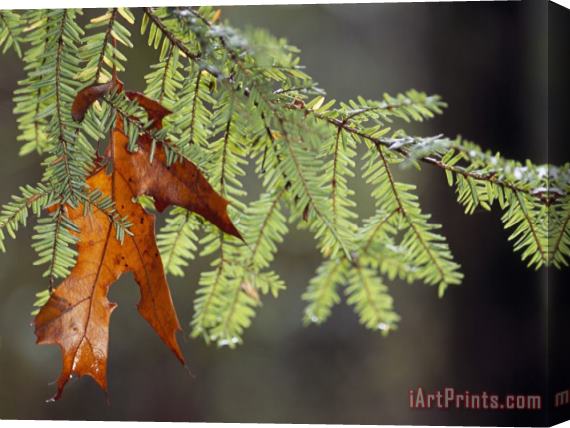 Raymond Gehman Detail of Oak Leaf Caught in Hemlock Branch in Paint Creek Area Stretched Canvas Print / Canvas Art