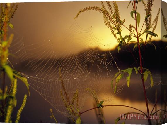 Raymond Gehman Dew Glistening in a Spider's Web at Sunrise Stretched Canvas Print / Canvas Art