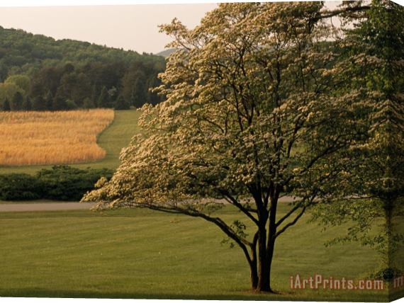Raymond Gehman Dogwood Tree And Scenic Fields And Meadows Stretched Canvas Painting / Canvas Art
